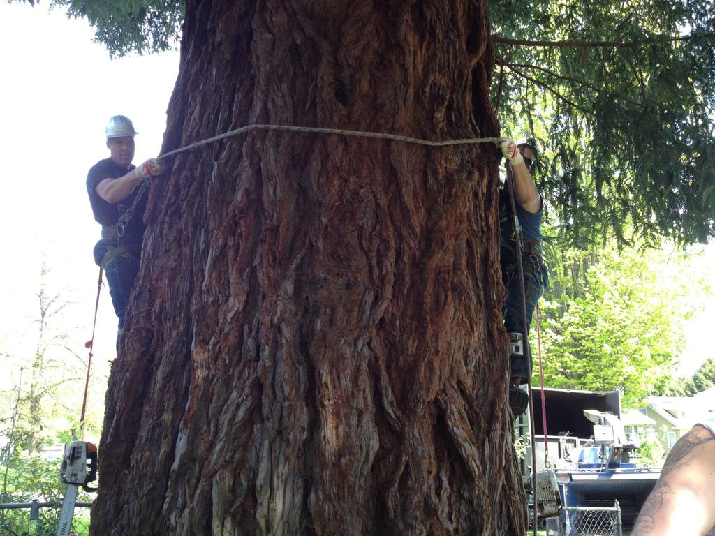 Two Lumberjacks Climbing | Ranger Tree Experts