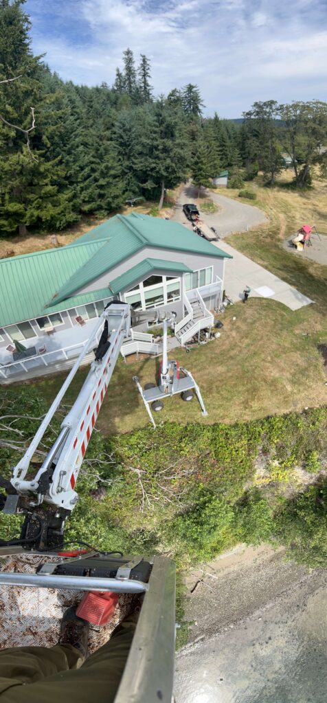 Lakewood Tree Pruning Lakewood Wa